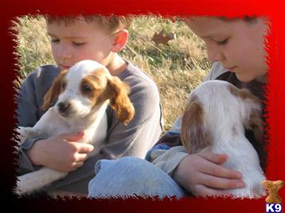 Puppies in TN